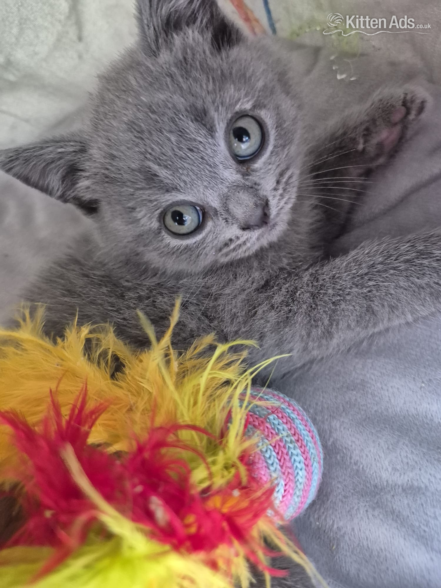 British Shorthair