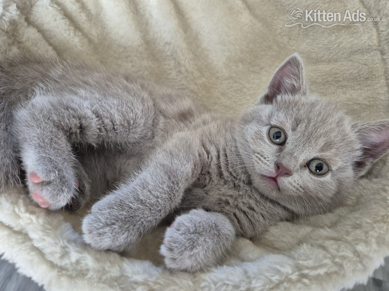 British Shorthair Cats and Kittens