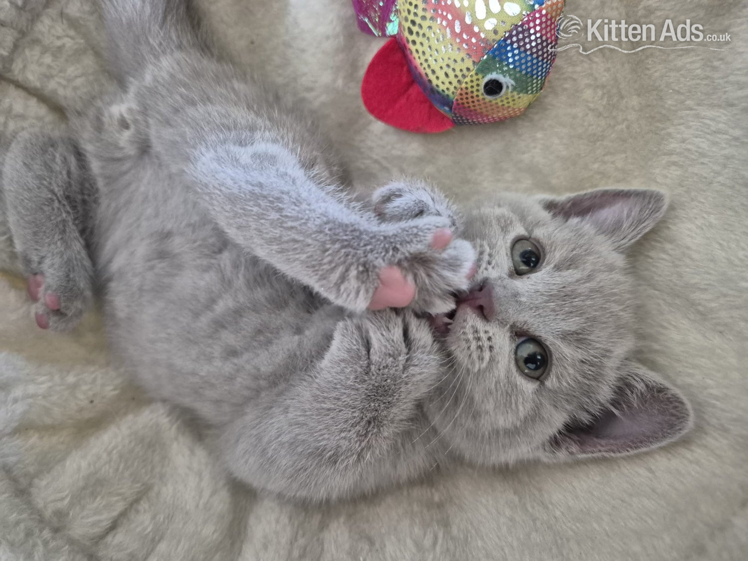 British Shorthair - 2 boys and 2 girls kittens 