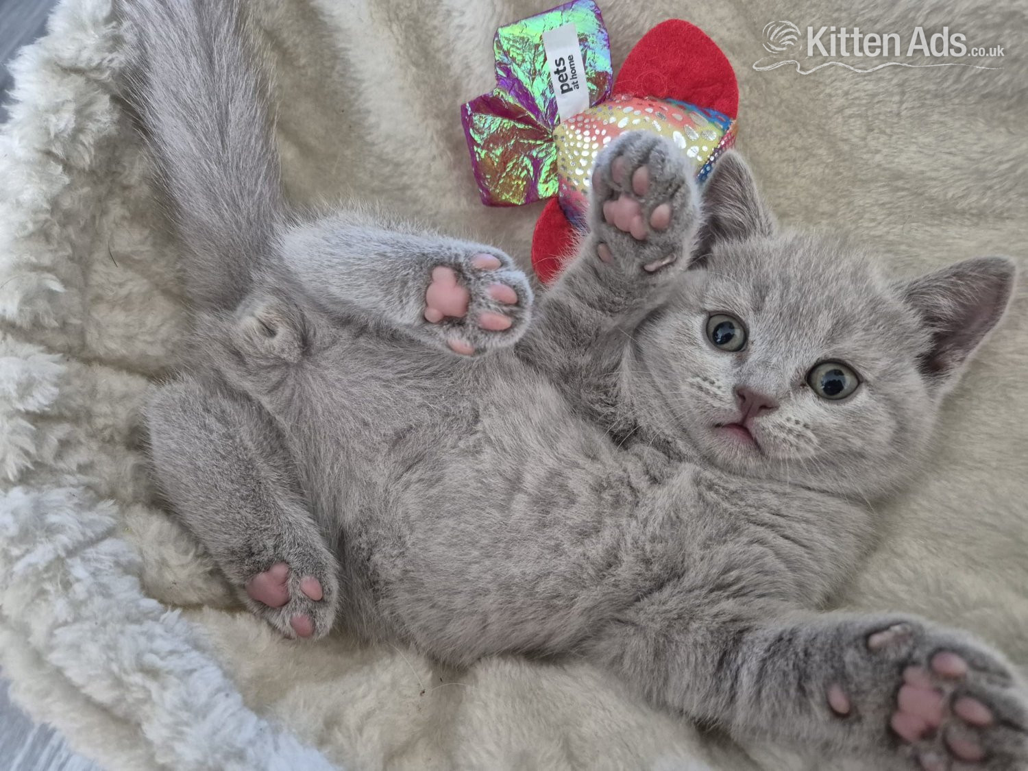2 boys and 2 girls kittens  - British Shorthair