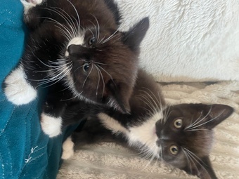 Two female kittens 