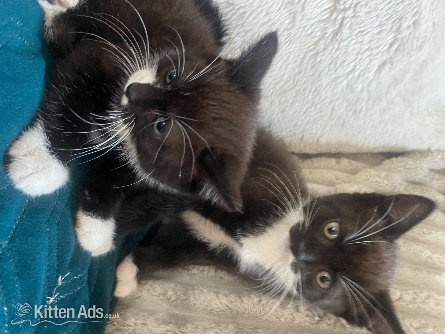 Two female kittens  in {LOCATION}