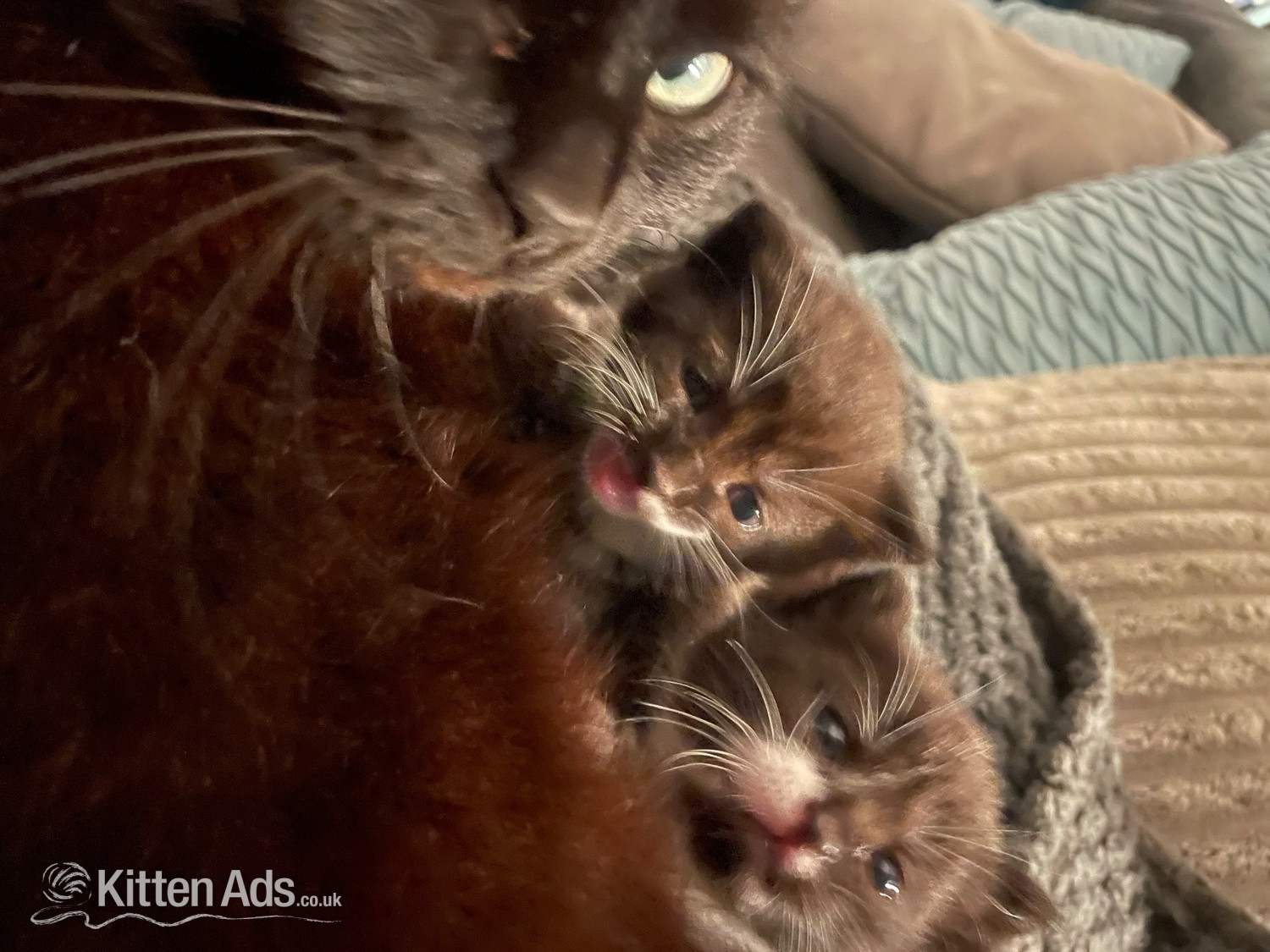 Other Breed Cats and Kittens