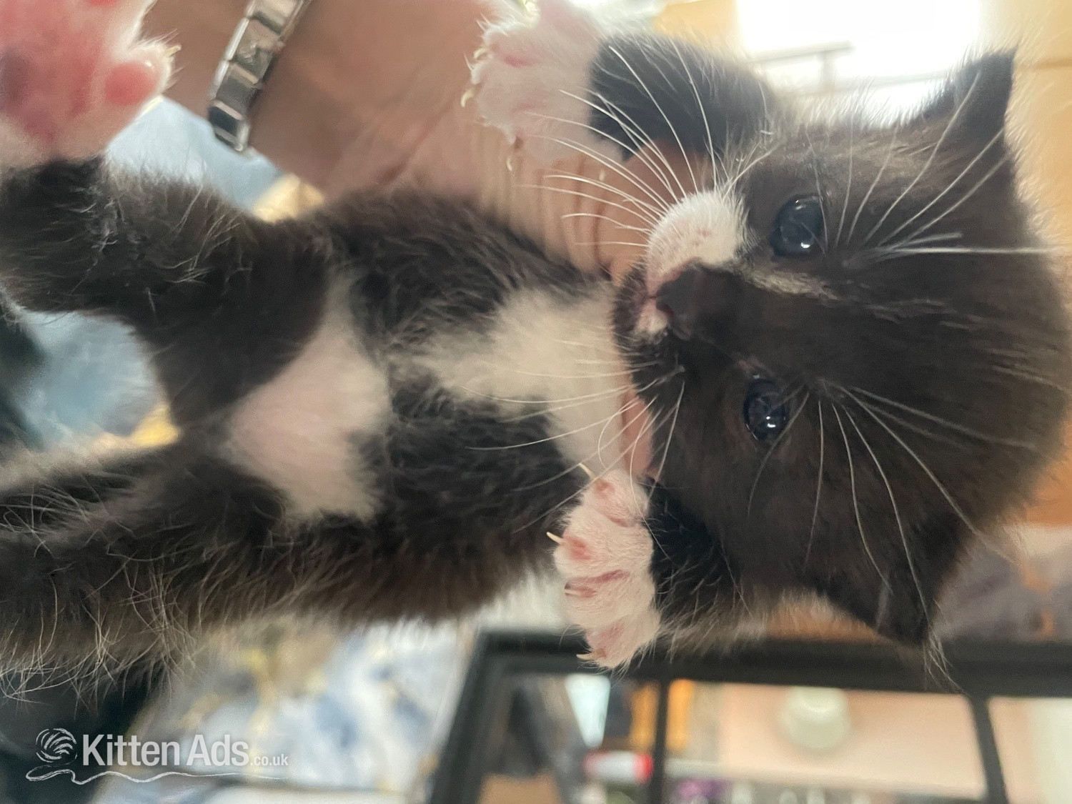 Other Breed - Two female kittens 
