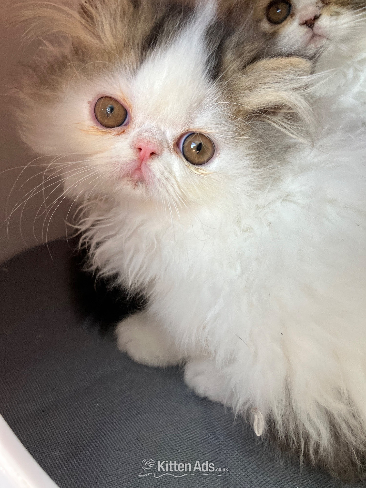 Pure Persian Kittens GCCF registered  - Persian