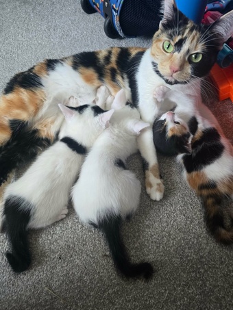 Kittens for sale