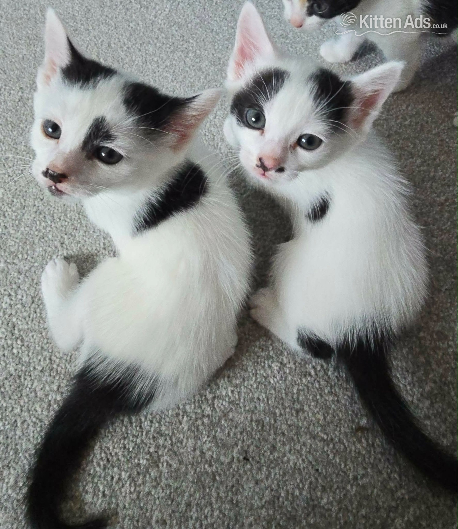 Other Breed Cats and Kittens