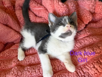 7 Beautiful kittens now ready to go 