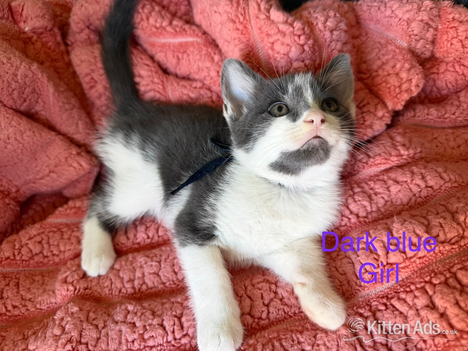 7 Beautiful kittens now ready to go  in {LOCATION}