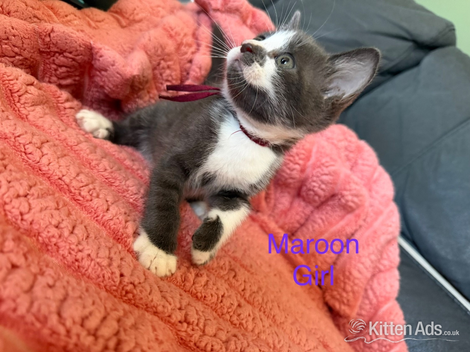 Other Breed Cats and Kittens