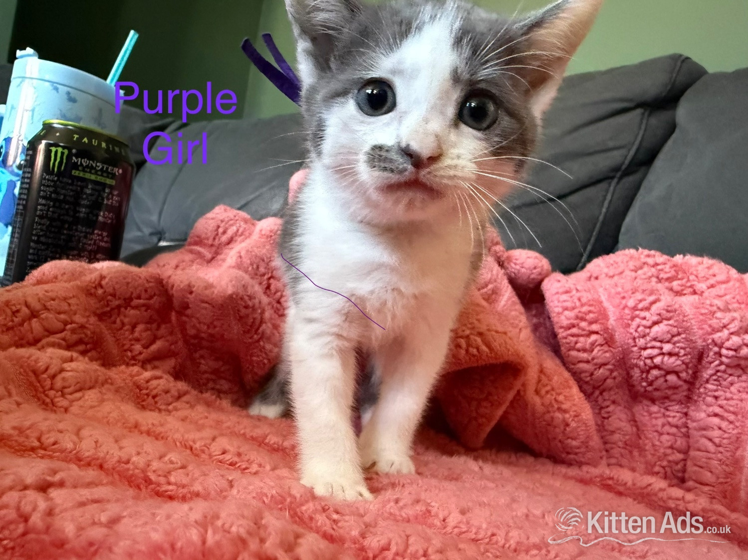 Other Breed - 7 Beautiful kittens now ready to go 