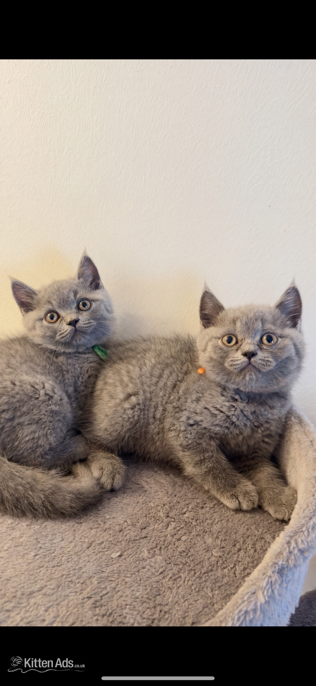 Blue Pedigree British Shorthair Kitten  in {LOCATION}