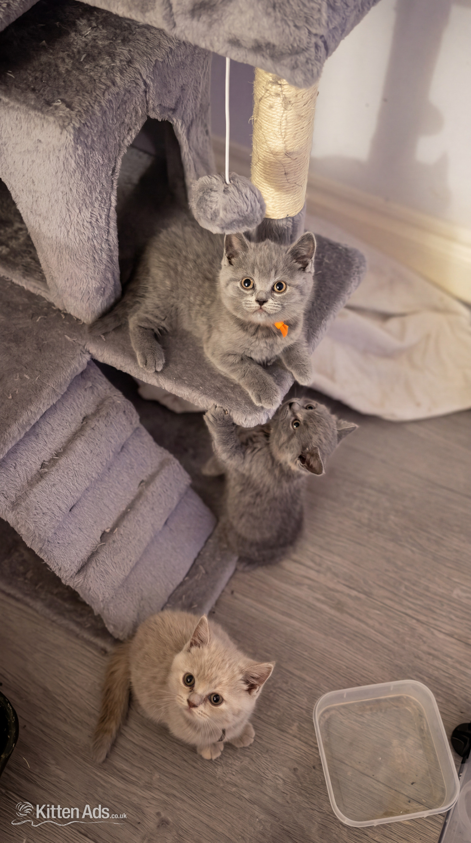 British Shorthair - Blue Pedigree British Shorthair Kitten 