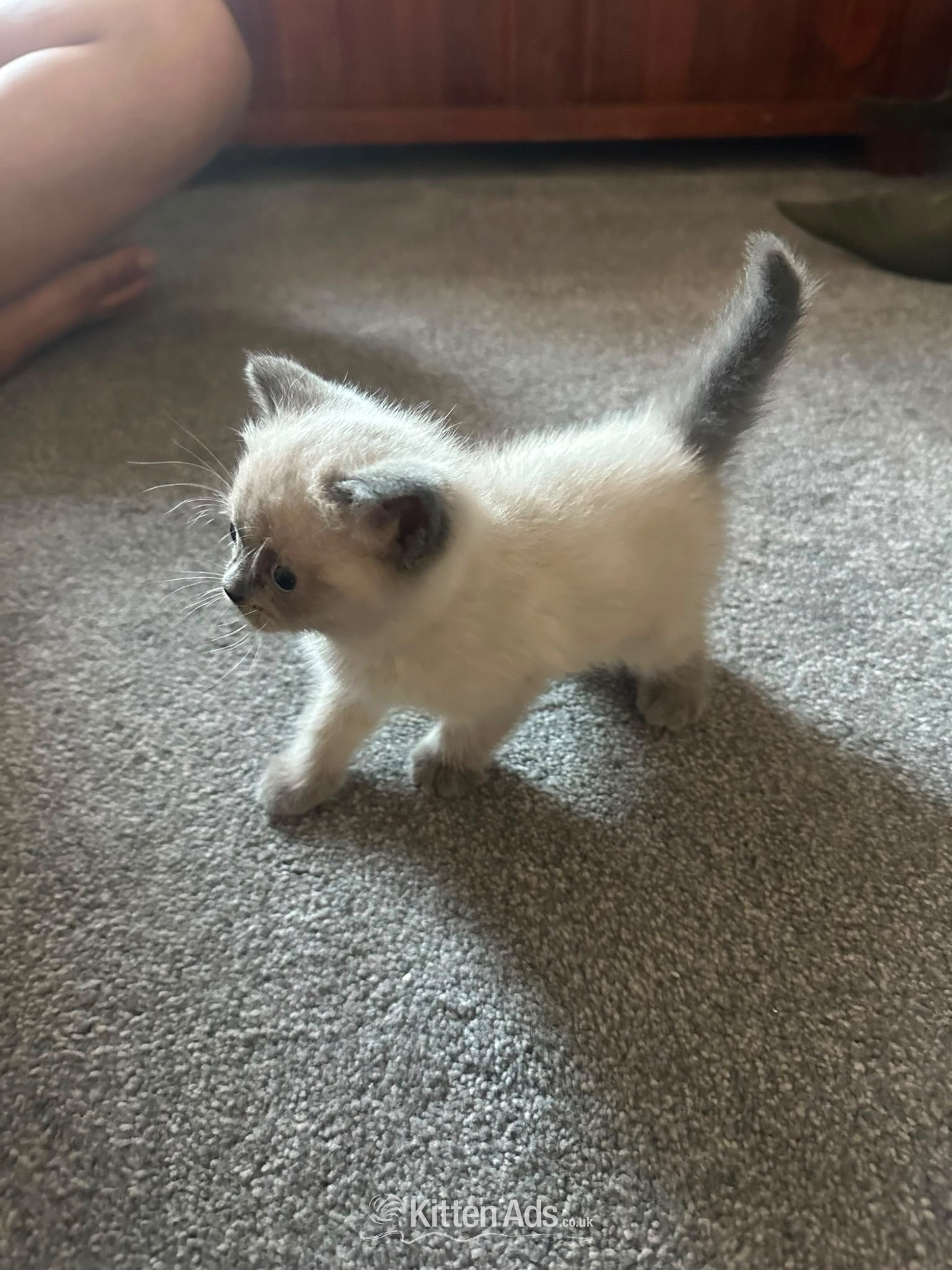 British Shorthair Cats and Kittens