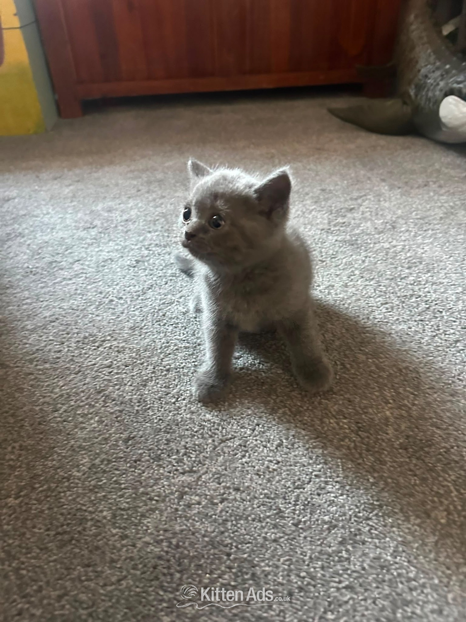 British short hair cross Scottish fold Kittens for sale  - British Shorthair
