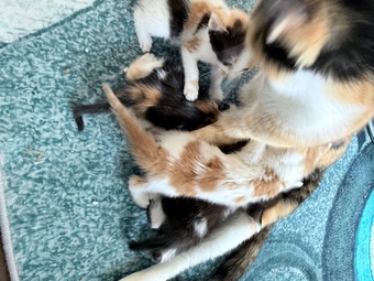 Four kittens two of each 