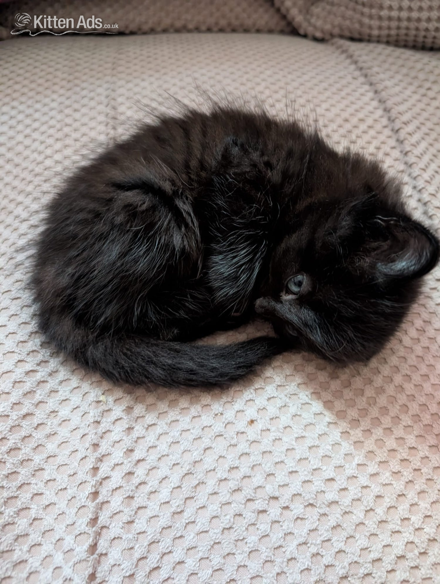 2 beautiful mixed kittens for sale in {LOCATION}