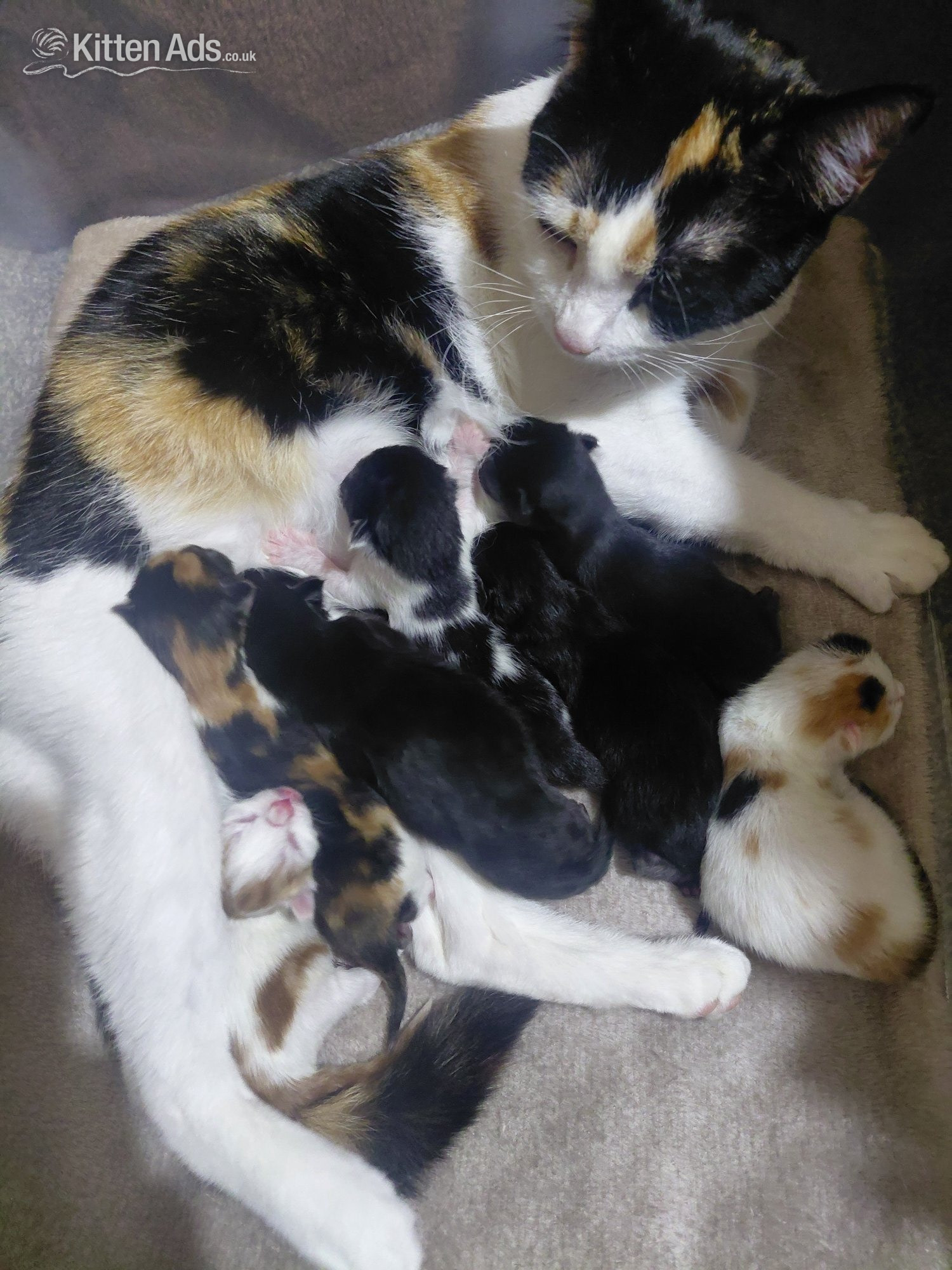 2 beautiful mixed kittens for sale - Other Breed