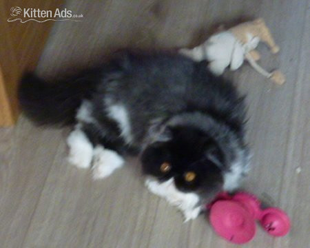 Persian Cats and Kittens