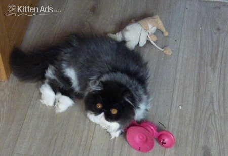 Persian - Beautiful Persian Female Kitten