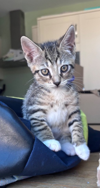 Gorgeous tabby kitten 