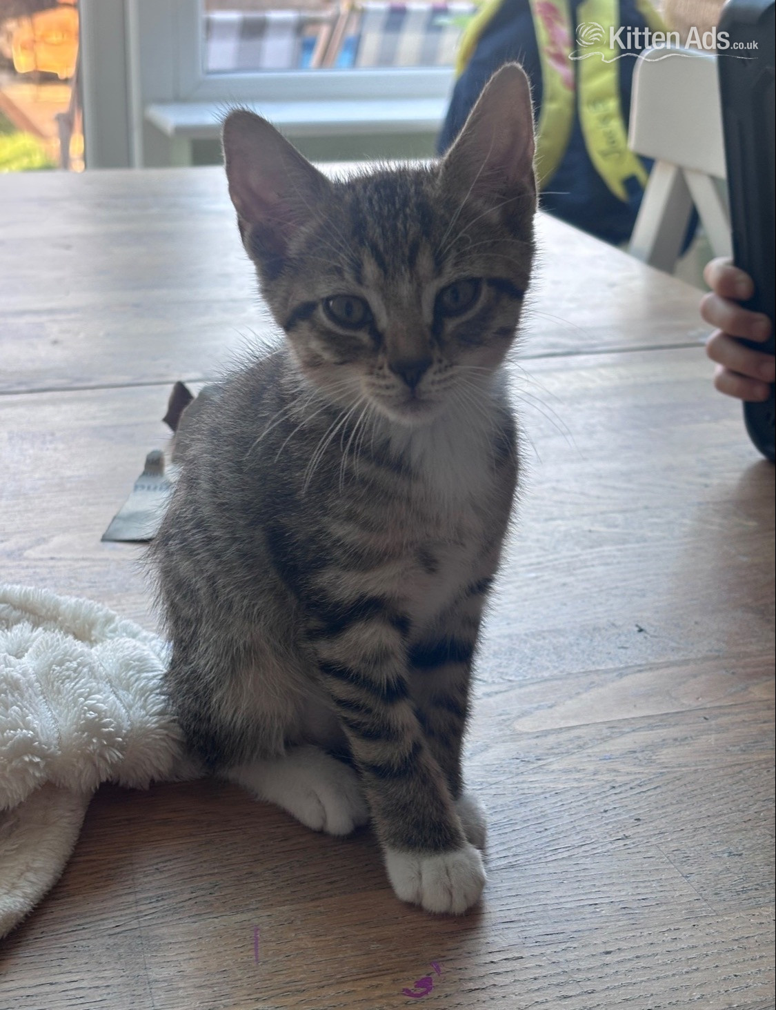 Other Breed Cats and Kittens