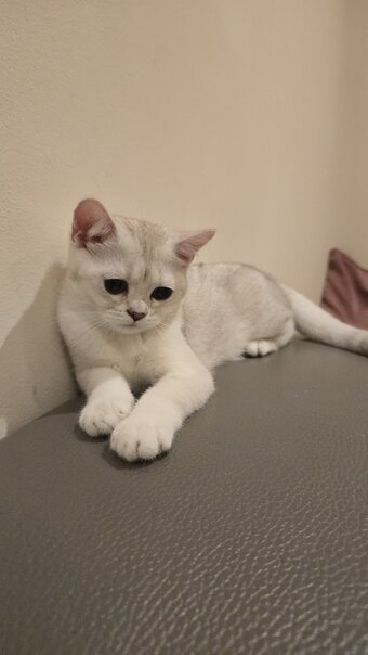 Beautiful BSH White Chinchilla Kitten  ready for new home!
