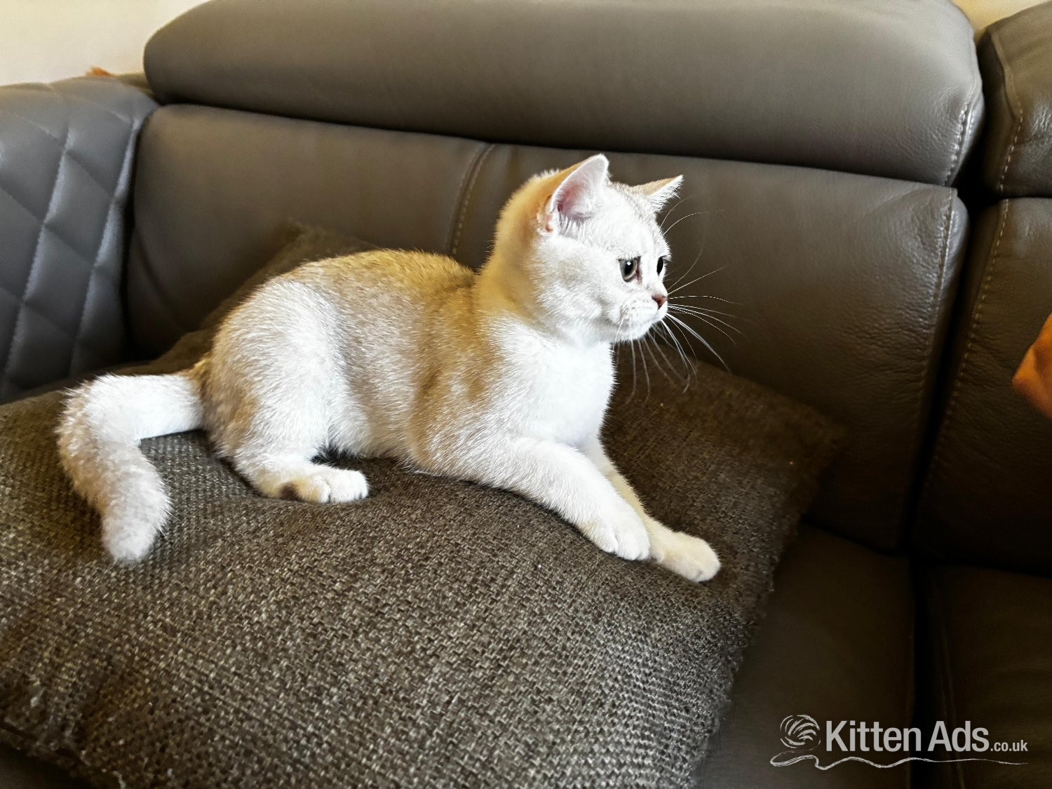 British Shorthair Cats and Kittens
