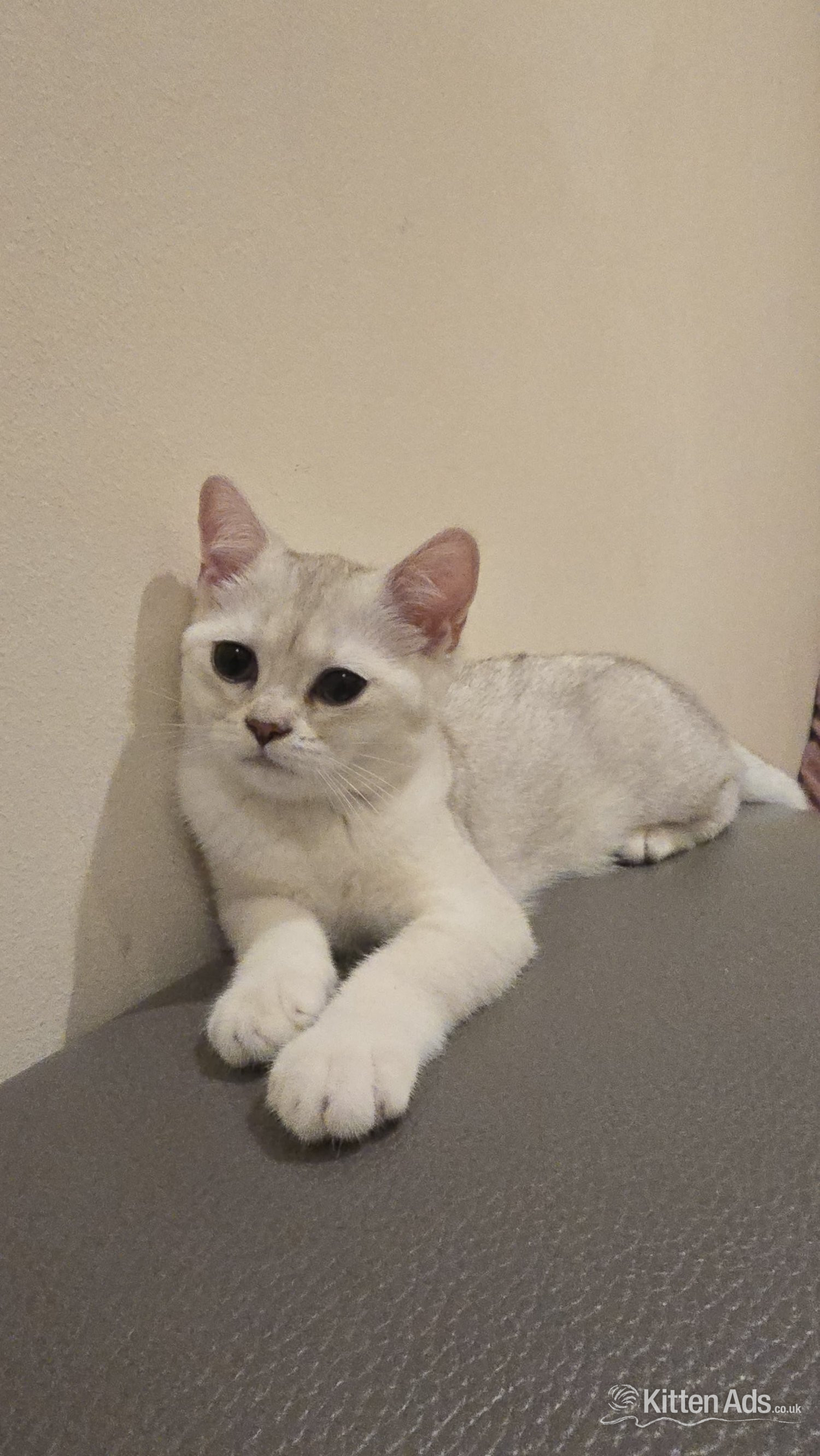 British Shorthair - Beautiful BSH White Chinchilla Kitten  ready for new home!