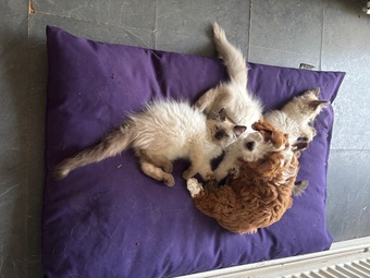 Purebred Ragdoll Boys! Ready Now! 