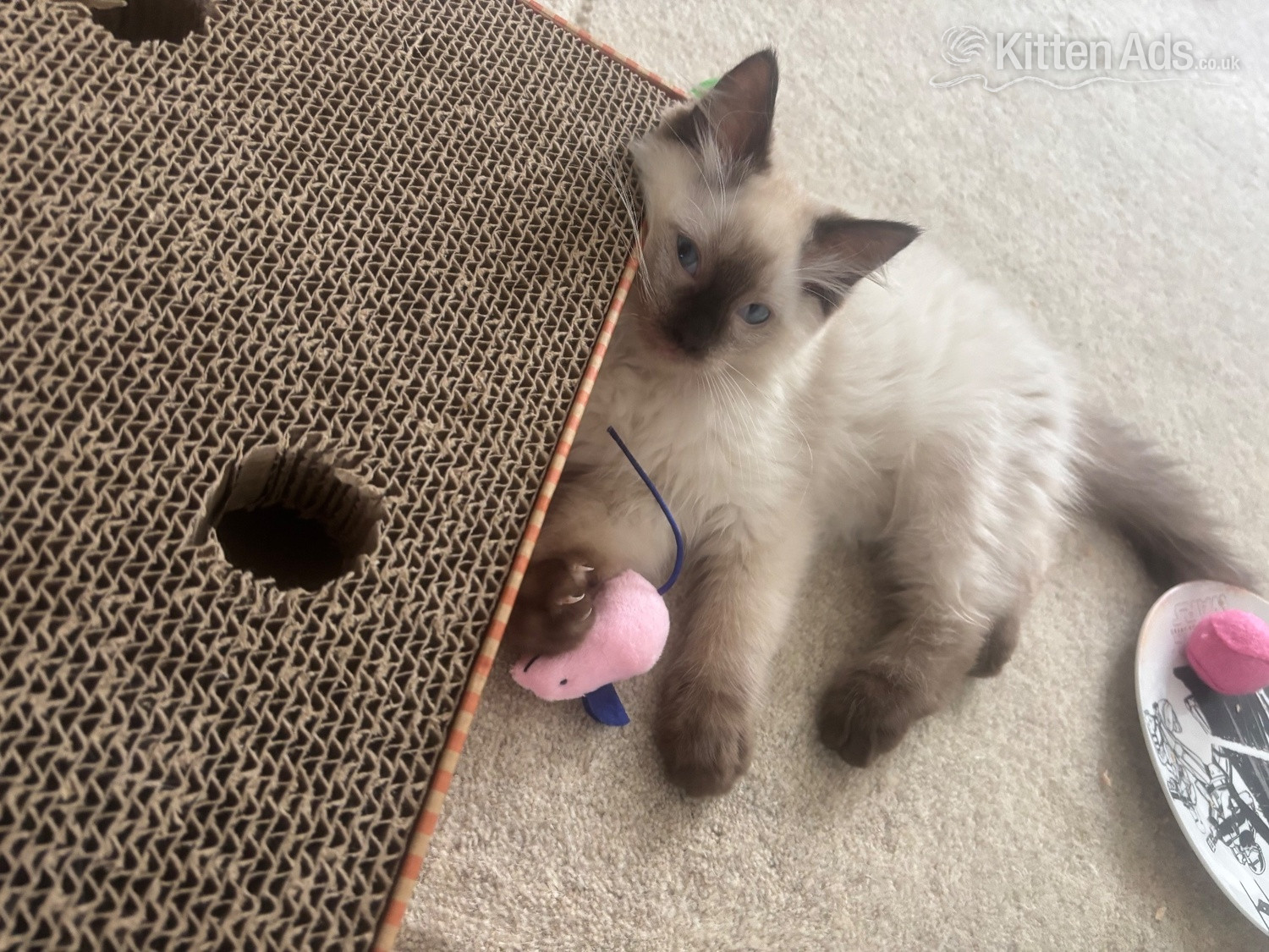 Ragdoll