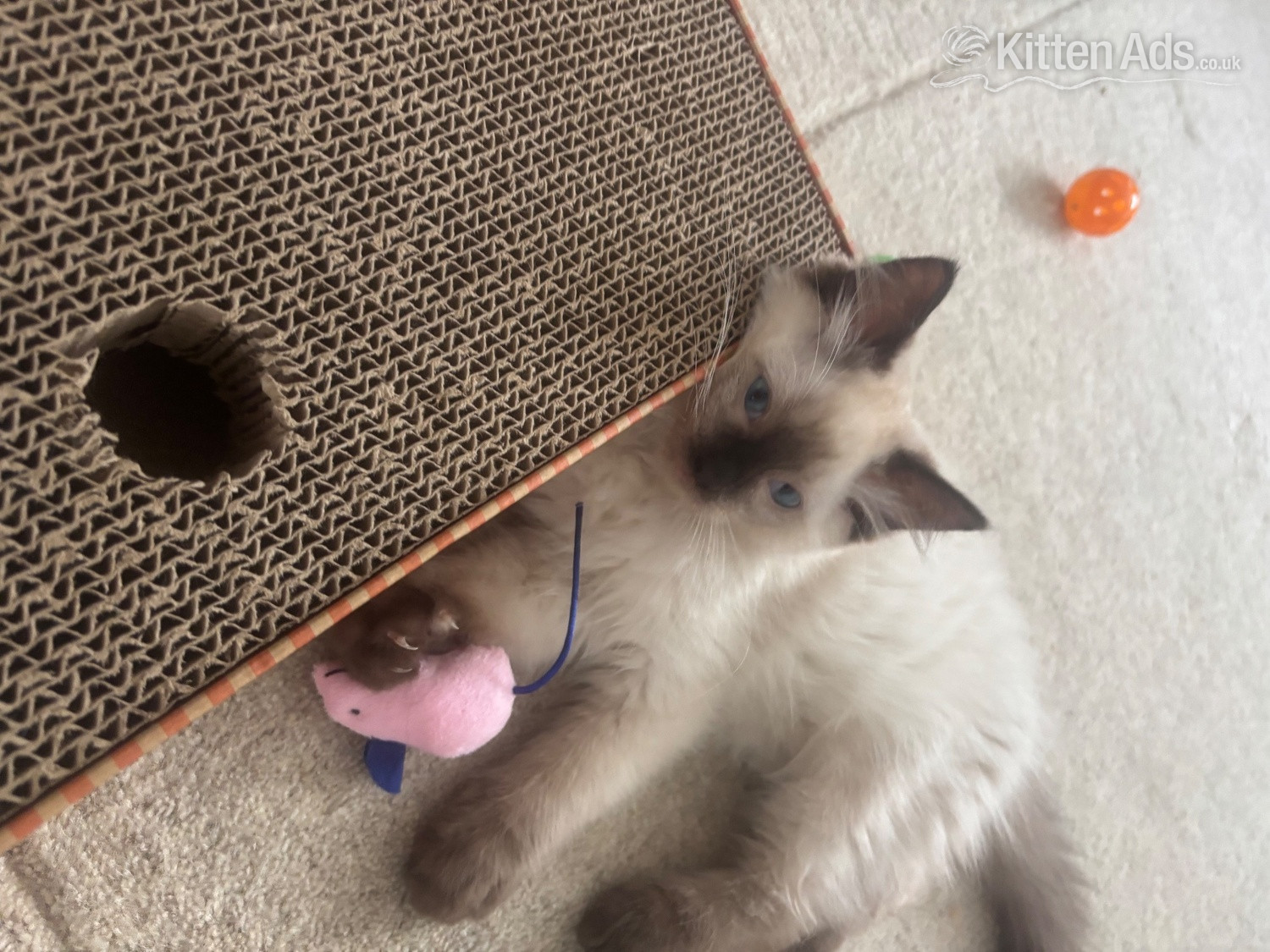 Ragdoll Cats and Kittens
