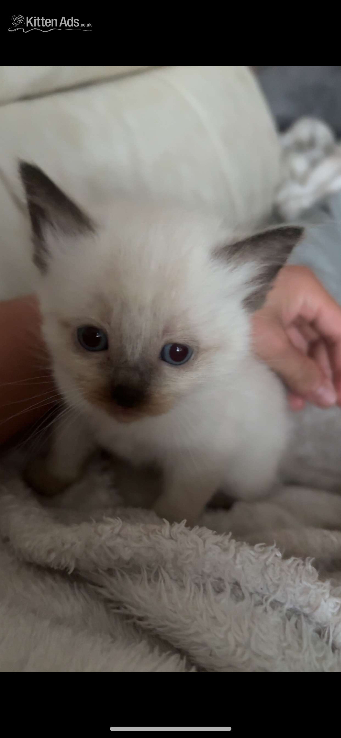 Ragdoll