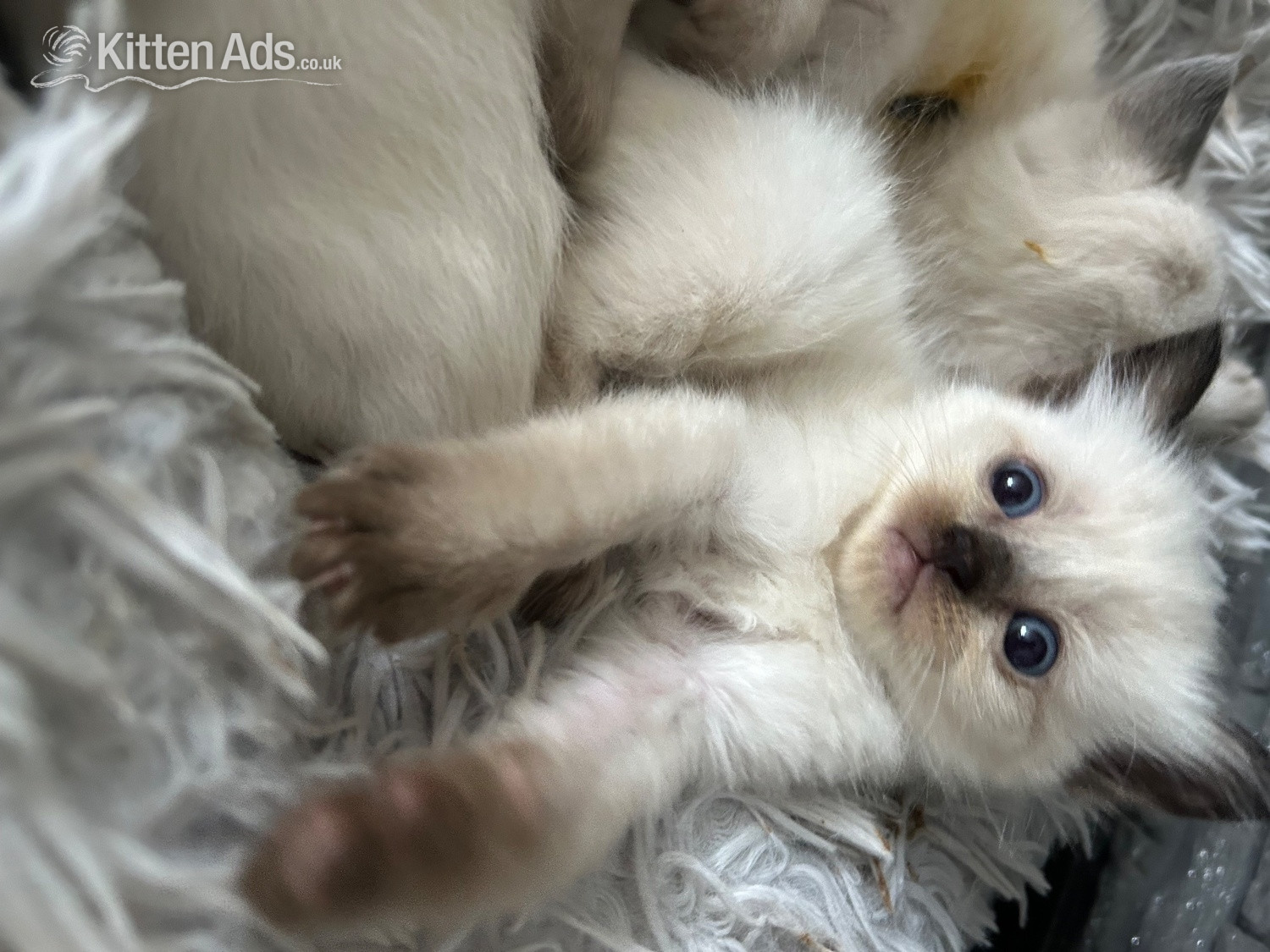Ragdoll Cats and Kittens