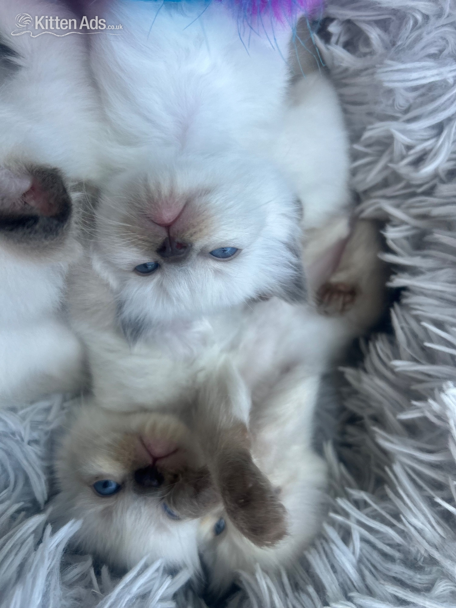 Ragdoll - Little Ragdoll girl 