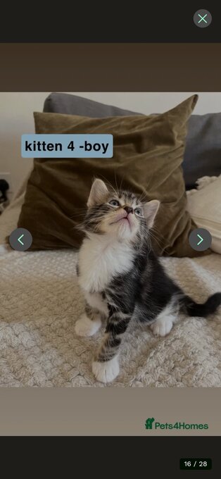 Bengal-Maine coon mix kittens