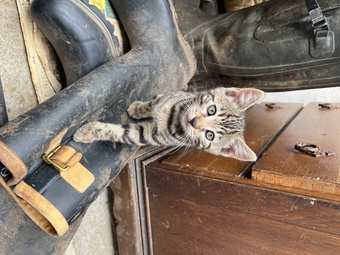 2 Bengal X boys beautiful markings. Friendly playful kittens