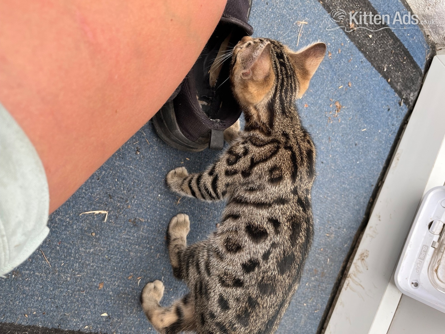 Bengal Cats and Kittens