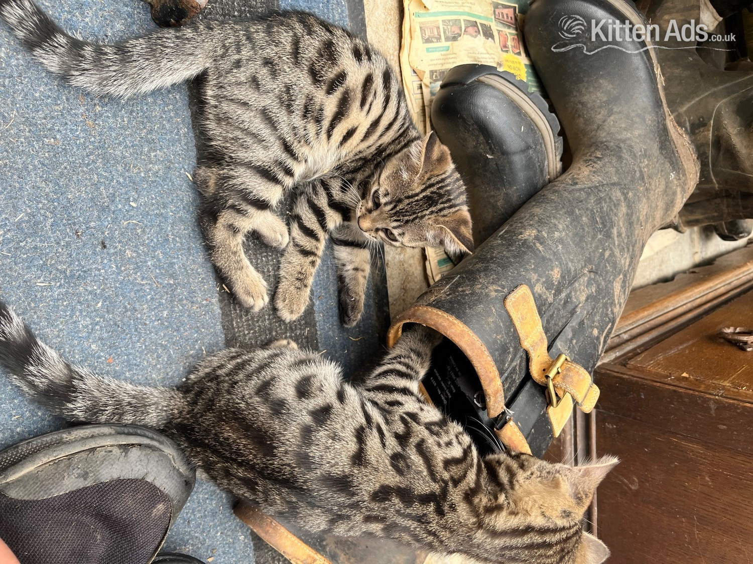 2 Bengal X boys beautiful markings. Friendly playful kittens - Bengal