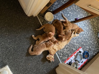 Ginger kittens for sale and looking for they’re loved home