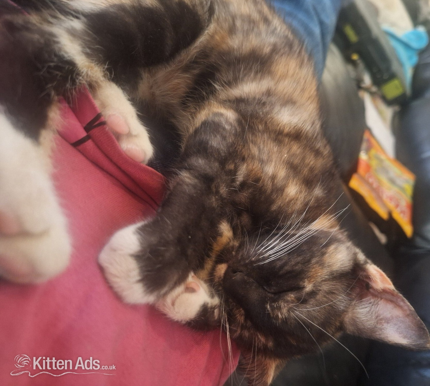 Other Breed Cats and Kittens