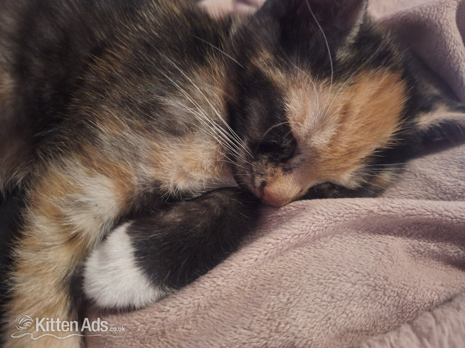 Other Breed - 2 female  kittens. mother siameseseal point father ginger tom