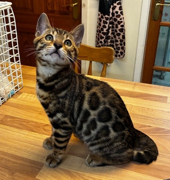 Show Quality Bengal Kitten