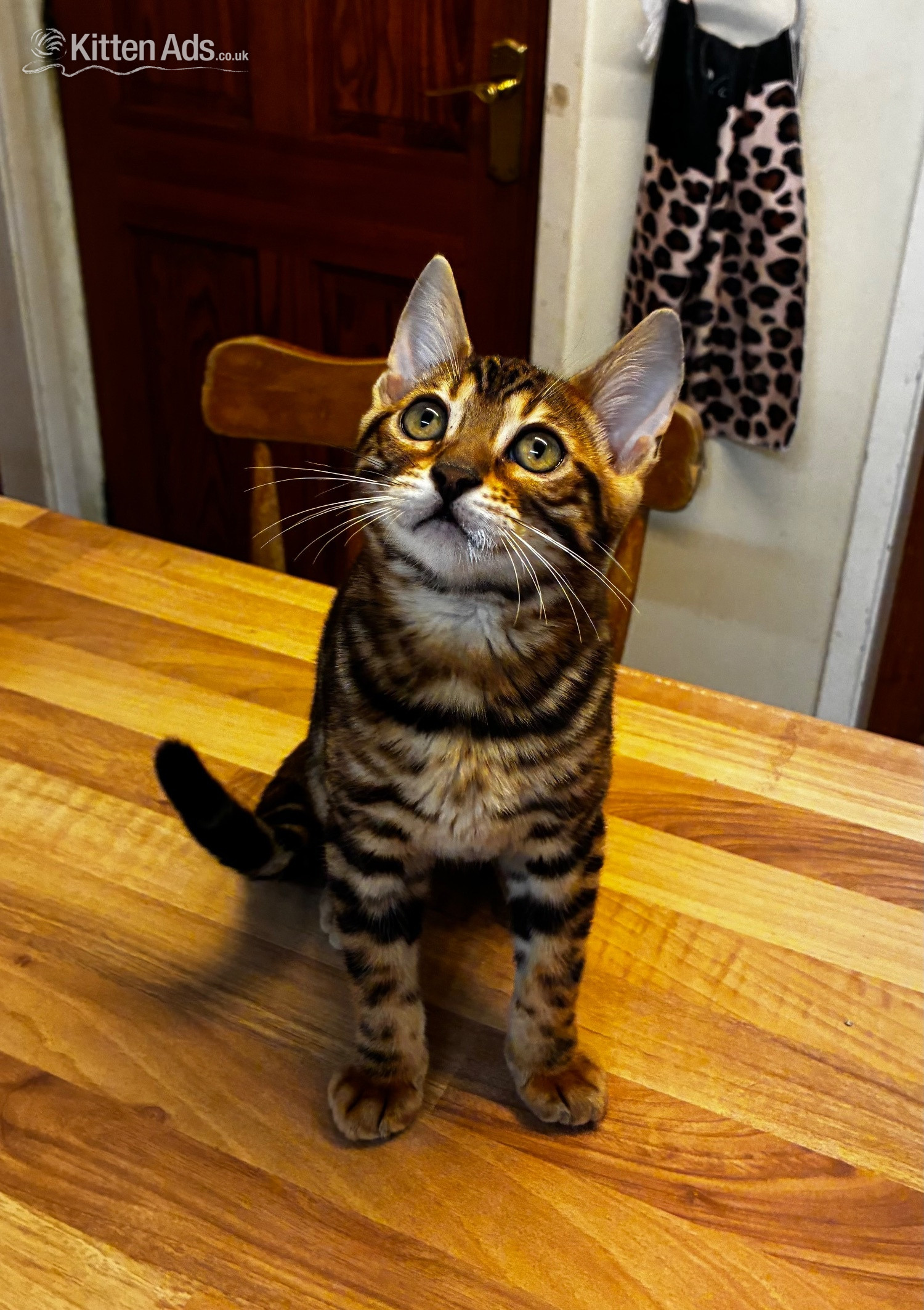 Bengal