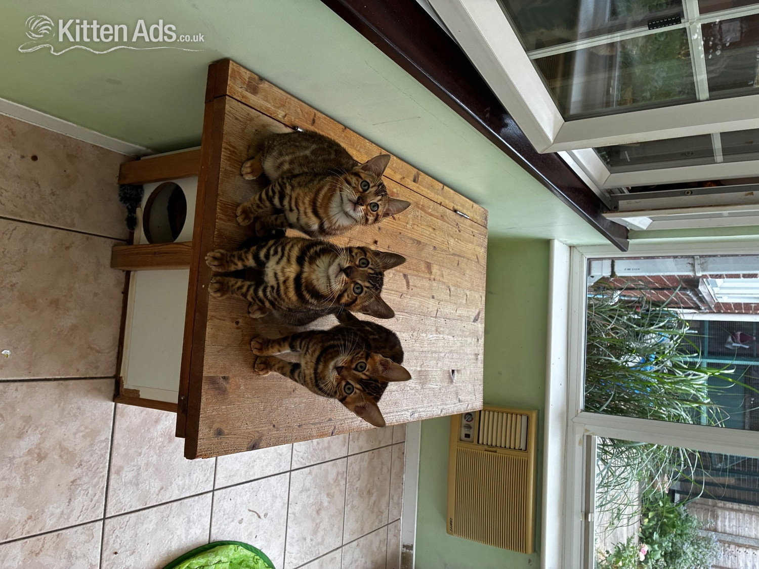 Bengal - Show Quality Bengal Kitten