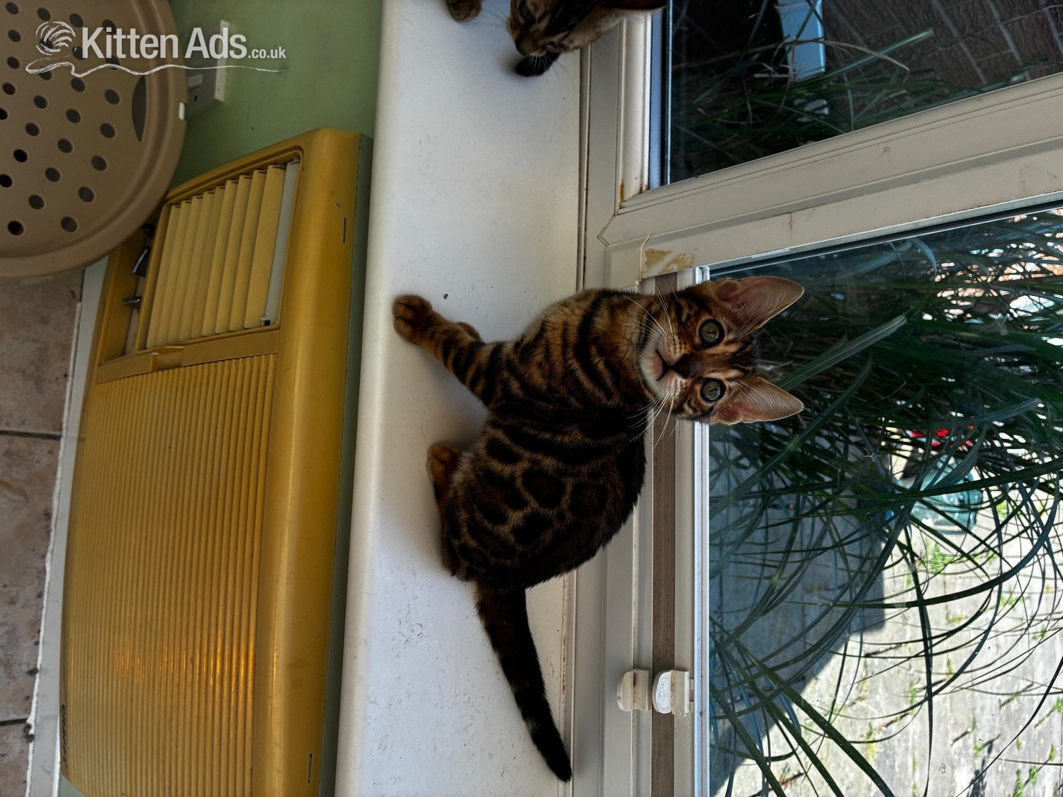 Show Quality Bengal Kitten - Bengal