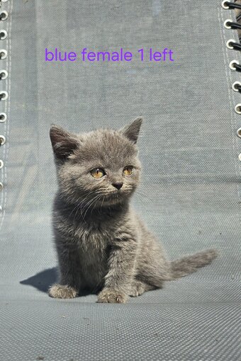British blue shorthairs kittens full pedigree 