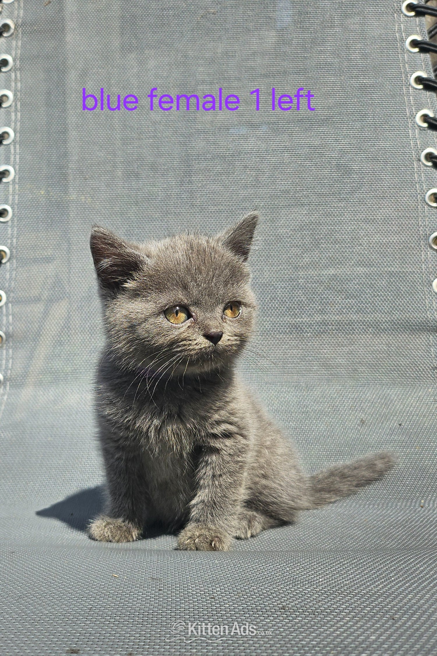 British blue shorthairs kittens full pedigree  in {LOCATION}