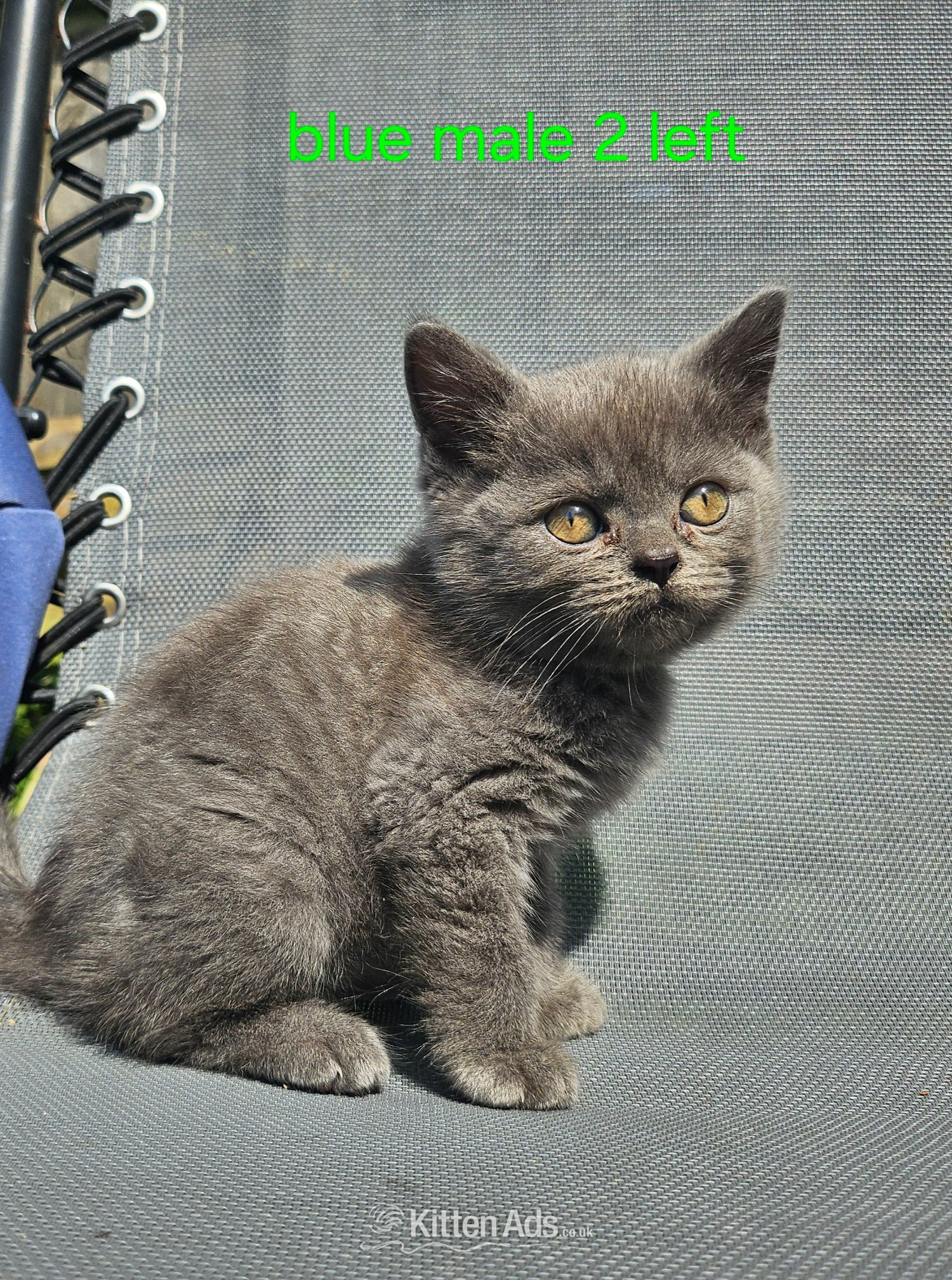 British Shorthair Cats and Kittens
