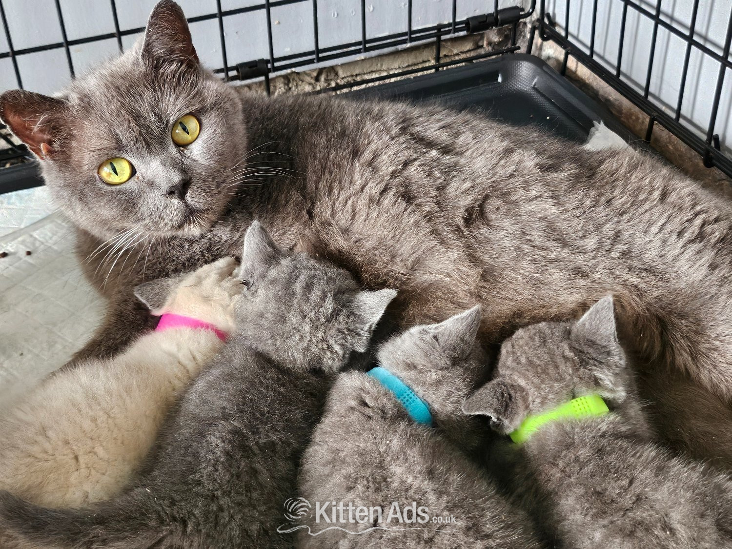 British Shorthair - British blue shorthairs kittens full pedigree 